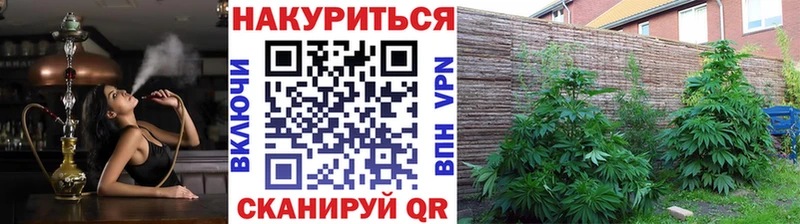 Конопля сатива  Ардон 